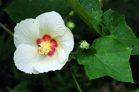 九頭芙蓉|【九頭芙蓉】九頭芙蓉知多少？木芙蓉・山芙蓉・九頭芙蓉一次搞。